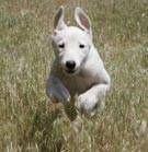 dogrunning
